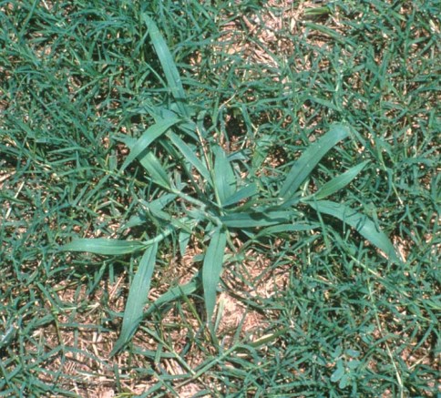 Crabgrass 2jpg